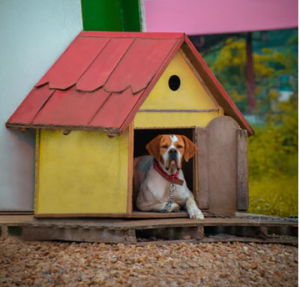 dog house