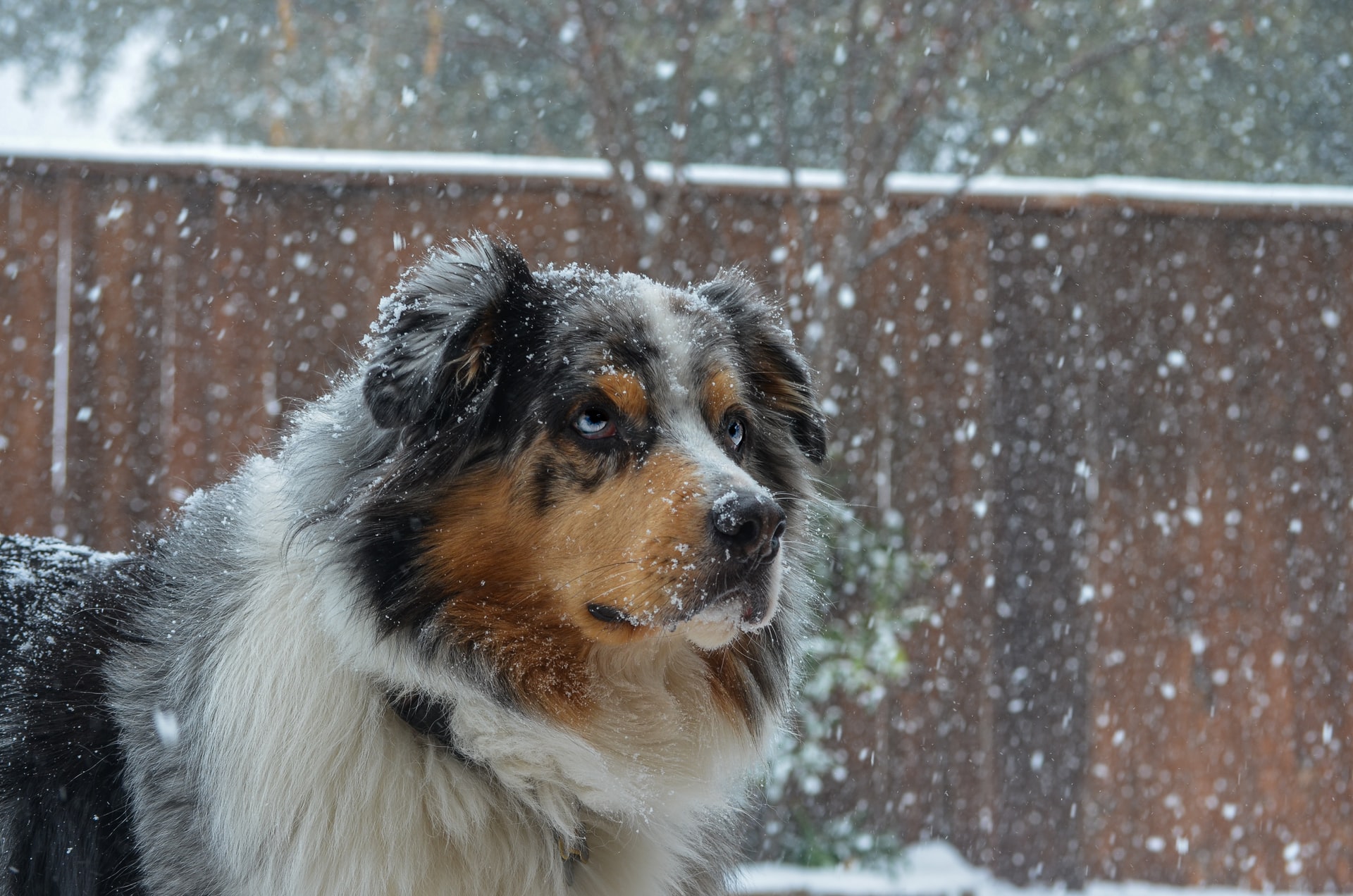 dog in winter